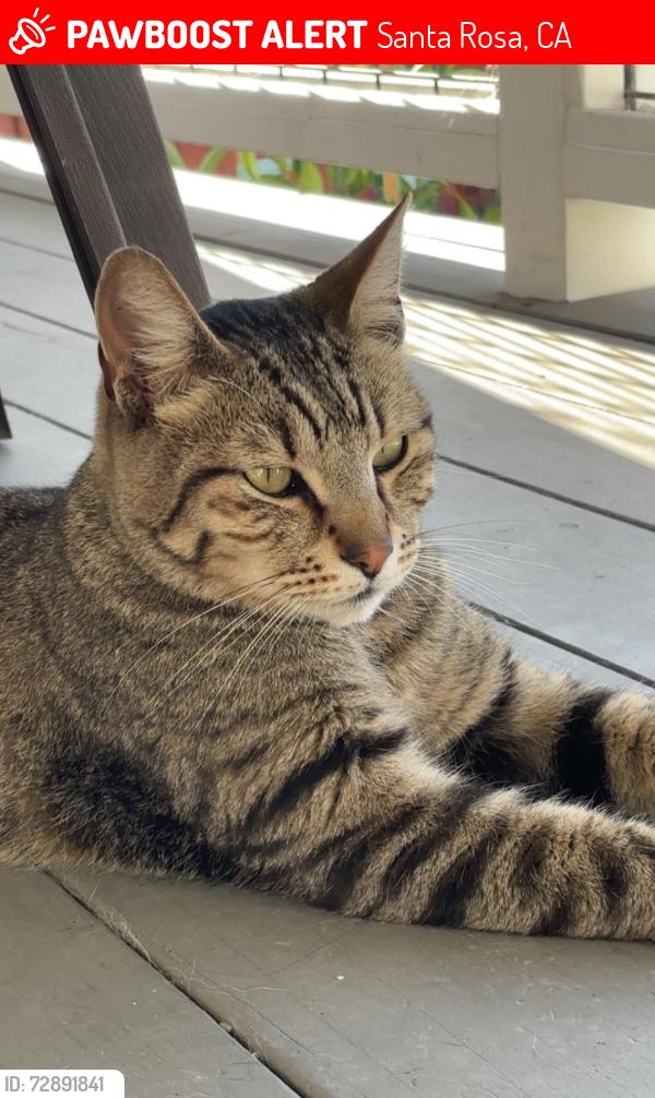 Lost Male Cat last seen Marsh rd. , Santa Rosa, CA 95403