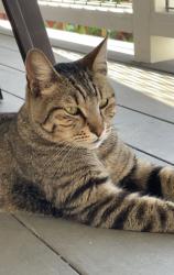 Lost Male Cat last seen Marsh rd. , Santa Rosa, CA 95403