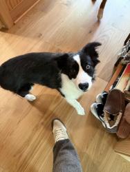 Reunited Female Dog last seen Pyramid Hill, Hamilton, OH 45013
