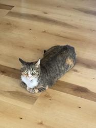 Lost Female Cat last seen Spring Lake Rd., Hornsby Dr., North Branch, MN 55056