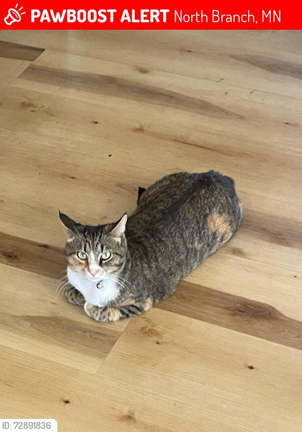 Lost Female Cat last seen Spring Lake Rd., Hornsby Dr., North Branch, MN 55056