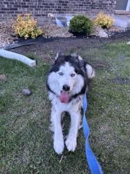 Found/Stray Unknown Dog last seen Pine Island Ridge , Crown Point, IN 46307