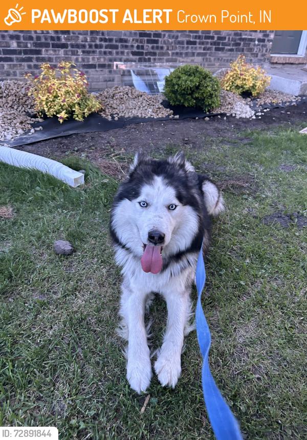 Found/Stray Unknown Dog last seen Pine Island Ridge , Crown Point, IN 46307