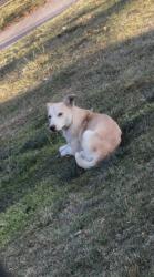 Found/Stray Male Dog last seen Behind Autozone, Fresno, CA 93702