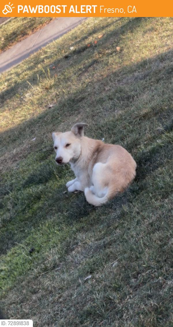 Found/Stray Male Dog last seen Behind Autozone, Fresno, CA 93702