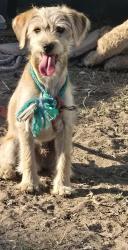 Lost Male Dog last seen Mckinley y 49th st, Los Angeles, CA 90001