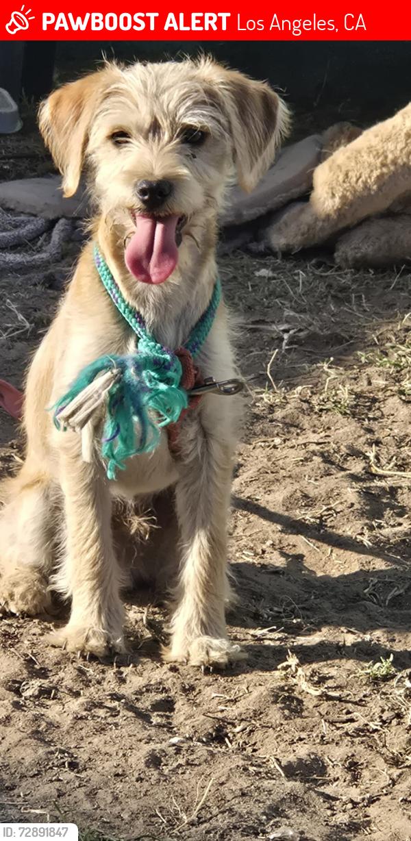 Lost Male Dog last seen Mckinley y 49th st, Los Angeles, CA 90001