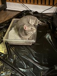 Lost Male Cat last seen Archer ave and wentworth, Chicago, IL 60616
