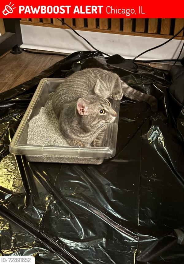 Lost Male Cat last seen Archer ave and wentworth, Chicago, IL 60616
