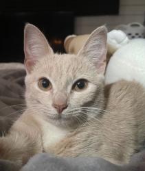 Lost Female Cat last seen Lawncrest by Van Kirk and Rising Sun, Philadelphia, PA 19120