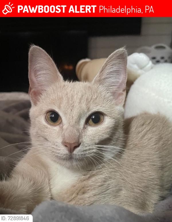 Lost Female Cat last seen Lawncrest by Van Kirk and Rising Sun, Philadelphia, PA 19120