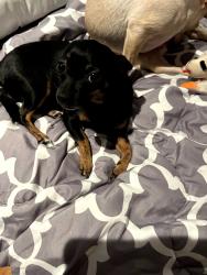 Lost Male Dog last seen 5th and Cheltenham Area, Philadelphia, PA 19126