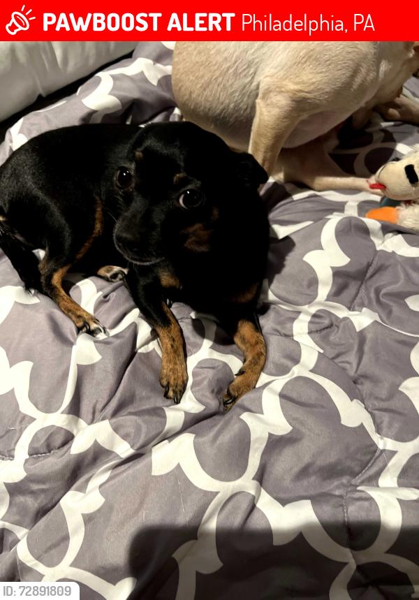 Lost Male Dog last seen 5th and Cheltenham Area, Philadelphia, PA 19126