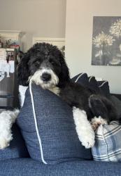 Reunited Female Dog last seen California and Milliken , Spartanburg, SC 29303