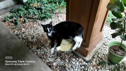 Reunited Male Cat last seen Suntrail and Springtrail , Florissant, MO 63033