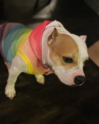 Lost Female Dog last seen 51st and Memorial, Tulsa, OK 74145