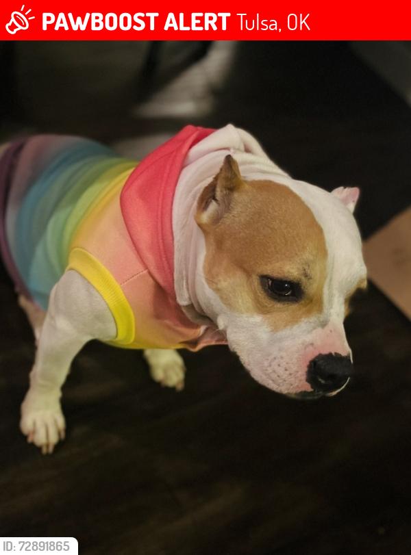 Lost Female Dog last seen 51st and Memorial, Tulsa, OK 74145