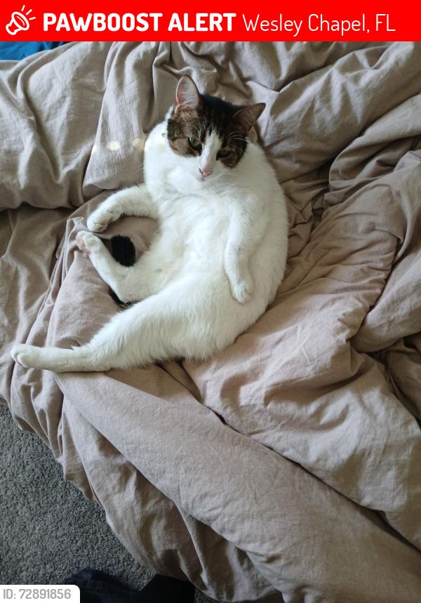 Lost Female Cat last seen Near Regent c st Wesley Capel, Wesley Chapel, FL 33545