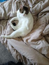 Lost Female Cat last seen Near Regent c st Wesley Capel, Wesley Chapel, FL 33545