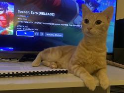 Reunited Male Cat last seen Blacktown train tracks, westpoint, sunnyholt rd, Blacktown, NSW 2148