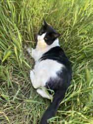 Lost Male Cat last seen Outside 1315 Madera St, San Diego, CA 92114
