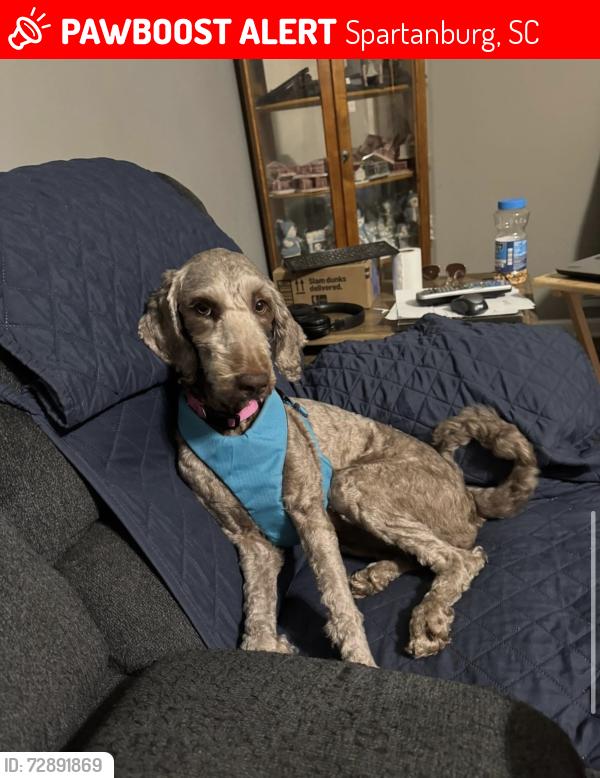 Lost Female Dog last seen gower rd and bryant rd, Spartanburg, SC 29303