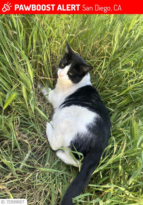Lost Male Cat last seen Outside 1315 Madera St, San Diego, CA 92114