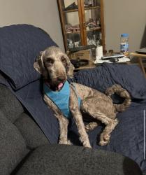 Lost Female Dog last seen gower rd and bryant rd, Spartanburg, SC 29303