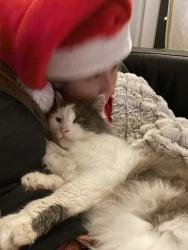 Lost Male Cat last seen 73rd and Glisan street, Portland, OR 97213
