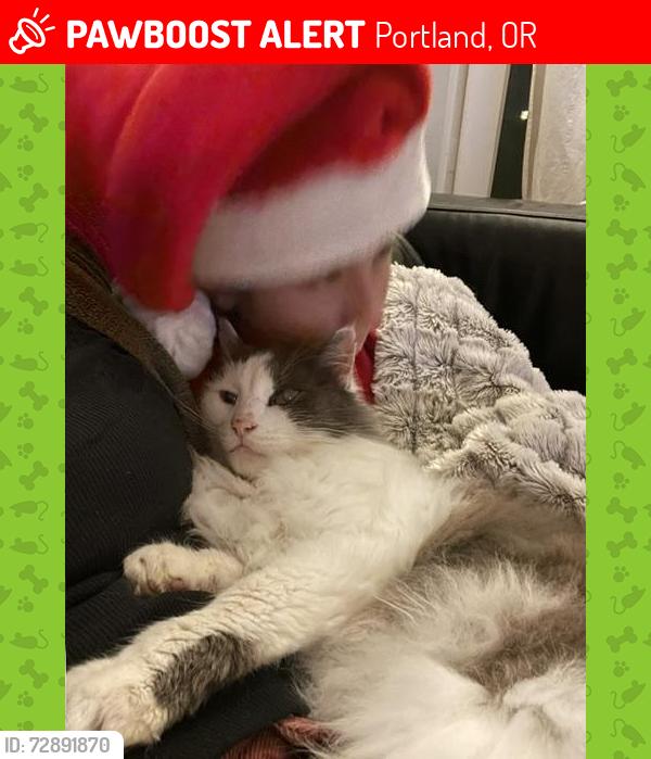 Lost Male Cat last seen 73rd and Glisan street, Portland, OR 97213