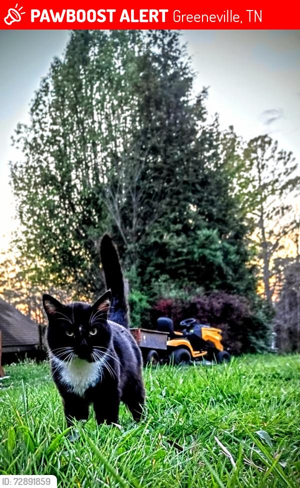 Lost Male Cat last seen Newport Hwy | Poplar Springs Rd, Greeneville, TN 37743