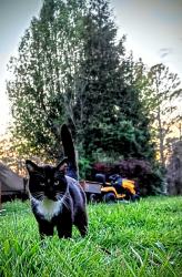 Lost Male Cat last seen Newport Hwy | Poplar Springs Rd, Greeneville, TN 37743