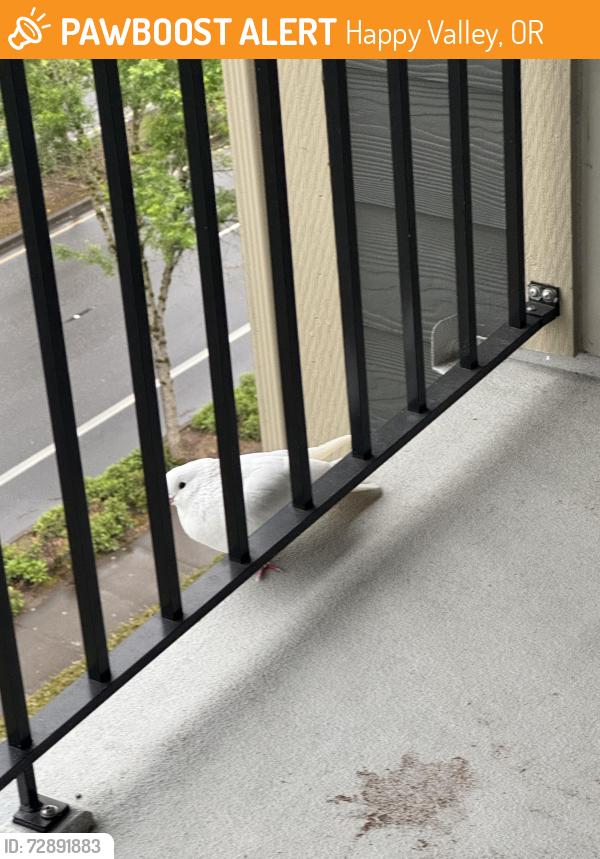 Found/Stray Unknown Bird last seen Sunridge Terrace apmts, Happy Valley, OR 97086