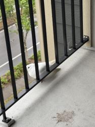 Found/Stray Unknown Bird last seen Sunridge Terrace apmts, Happy Valley, OR 97086