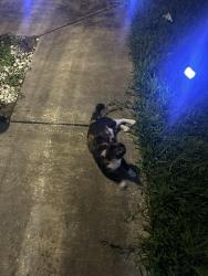 Lost Female Cat last seen Thunder cloud dr Kissimmee fl 34746, Kissimmee, FL 34746