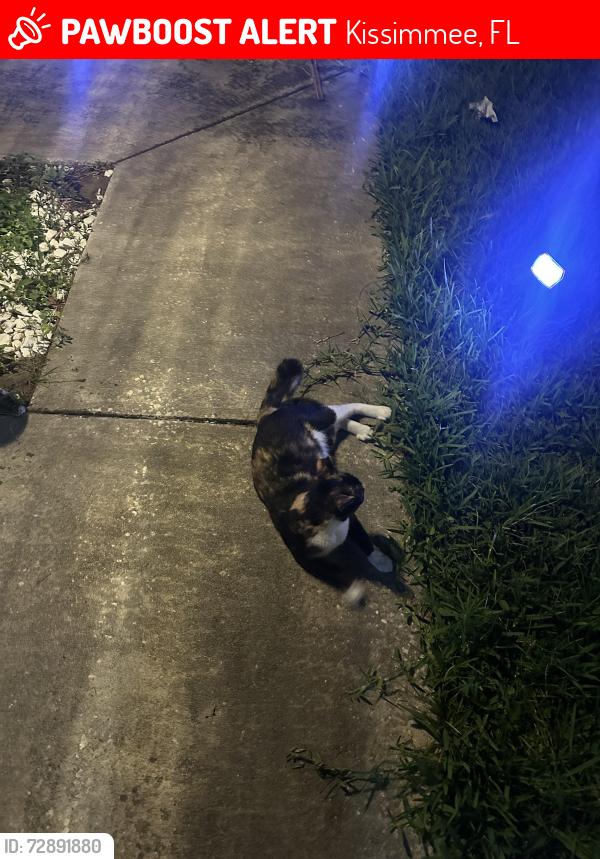 Lost Female Cat last seen Thunder cloud dr Kissimmee fl 34746, Kissimmee, FL 34746