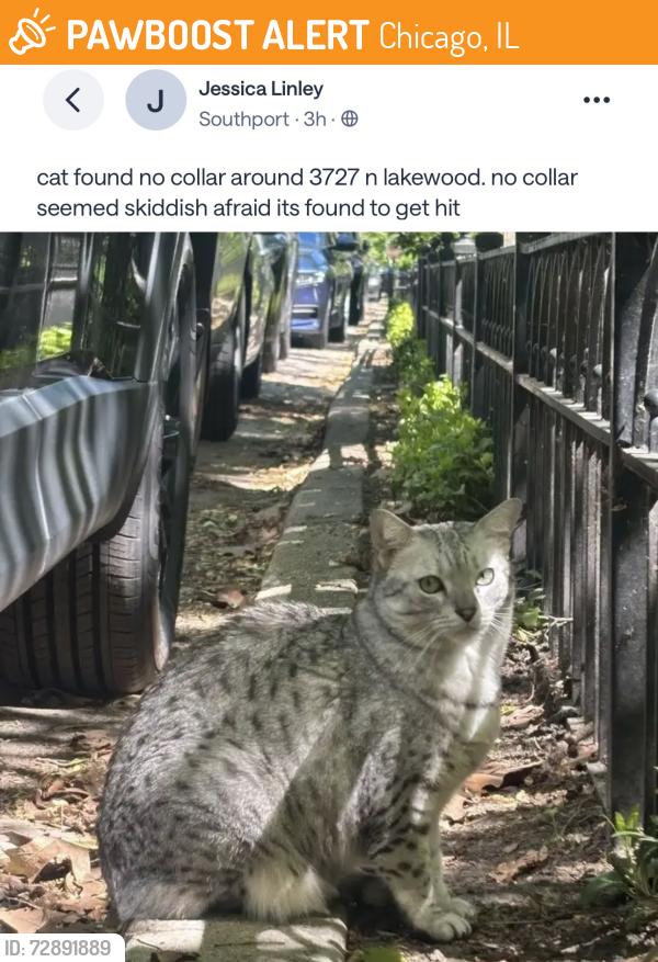 Found/Stray Unknown Cat last seen Southport, Chicago, IL 60613