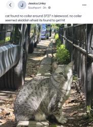 Found/Stray Unknown Cat last seen Southport, Chicago, IL 60613