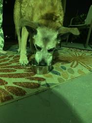 Found/Stray Female Cat last seen Silina, Virginia Beach, VA 23452