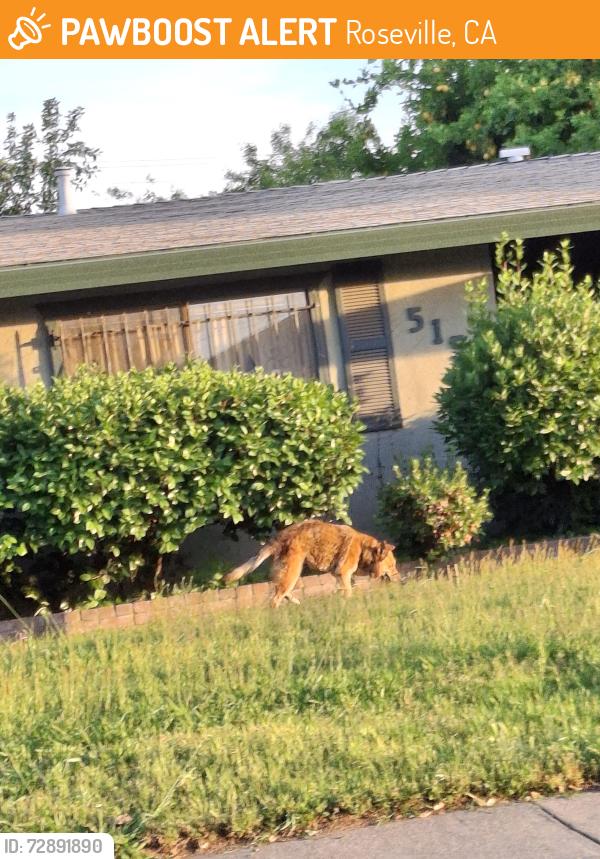 Found/Stray Unknown Dog last seen Vernon and 6th St, Roseville, CA 95678