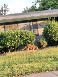 Found/Stray Unknown Dog last seen Vernon and 6th St, Roseville, CA 95678