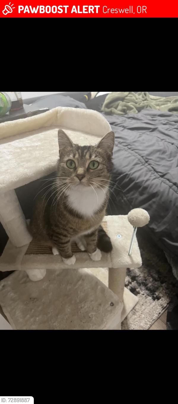 Lost Female Cat last seen Behind the AMPM in Creswell, Creswell, OR 97426