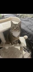 Lost Female Cat last seen Behind the AMPM in Creswell , Creswell, OR 97426