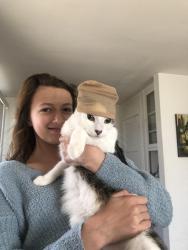 Lost Female Cat last seen Osler street, San Diego, CA 92111