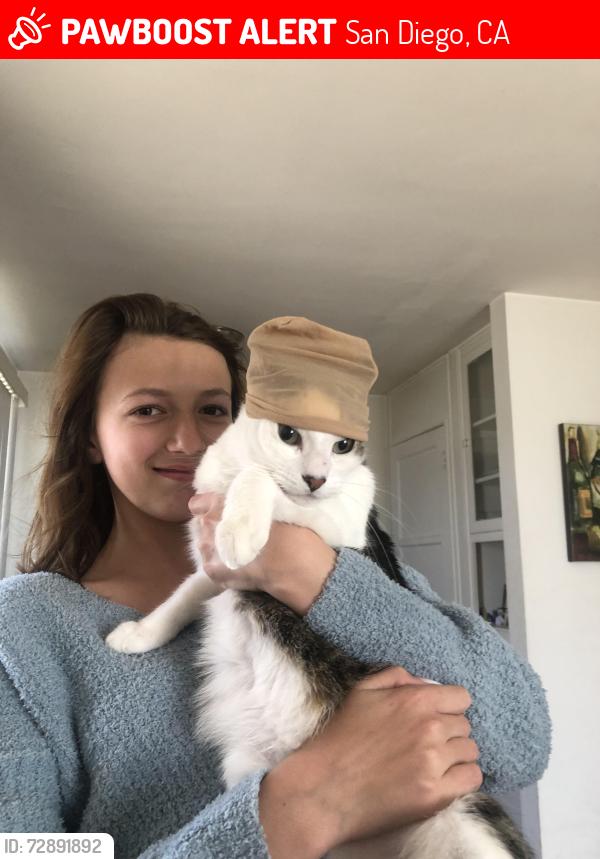 Lost Female Cat last seen Osler street, San Diego, CA 92111