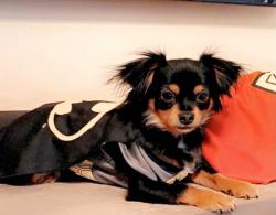 Reunited Female Dog last seen Castellano, vaquero ln, El Paso, TX 79912