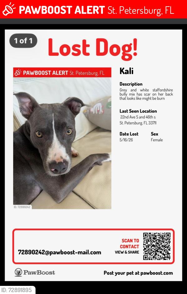 Lost Female Dog last seen 22nd Ave S and 46th s St. Petersburg, FL 33711, St. Petersburg, FL 33711