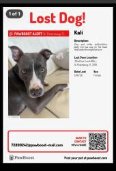 Lost Female Dog last seen 22nd Ave S and 46th s St. Petersburg, FL 33711, St. Petersburg, FL 33711