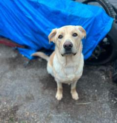 Reunited Male Dog last seen Moore Ave and Nolensville , Nashville, TN 37203