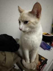 Lost Female Cat last seen  Atrium Facility, Lacy Lakeview, TX 76705